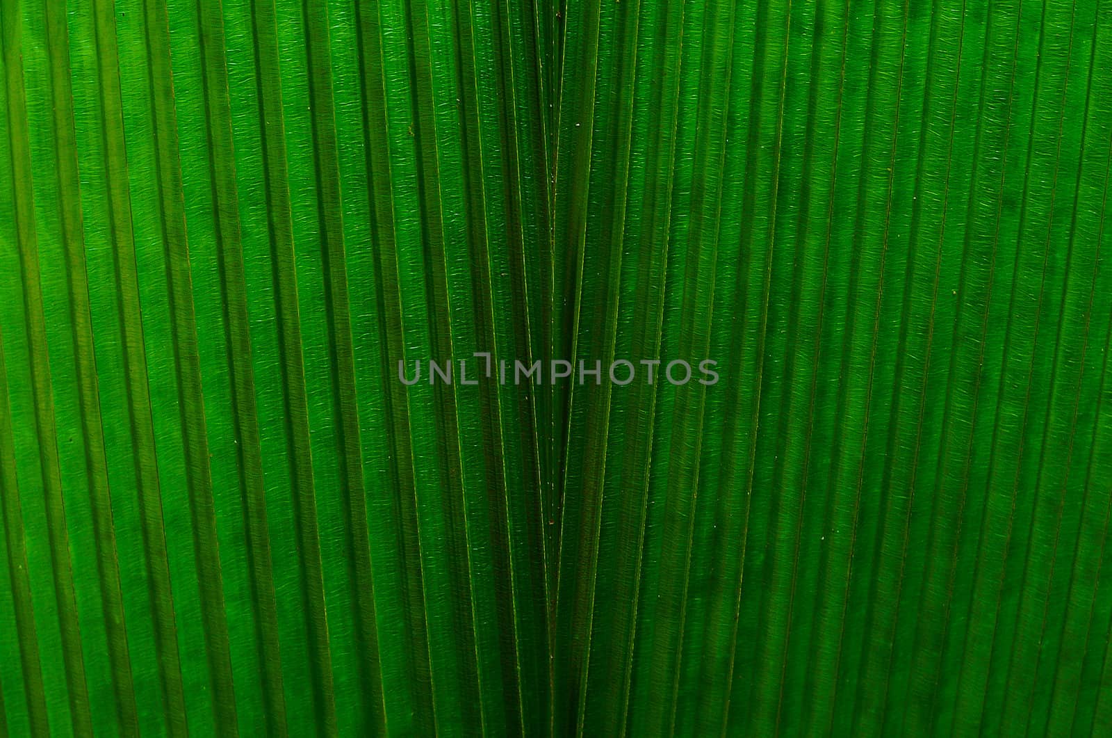 leaf texture. Green leaf texture Macro