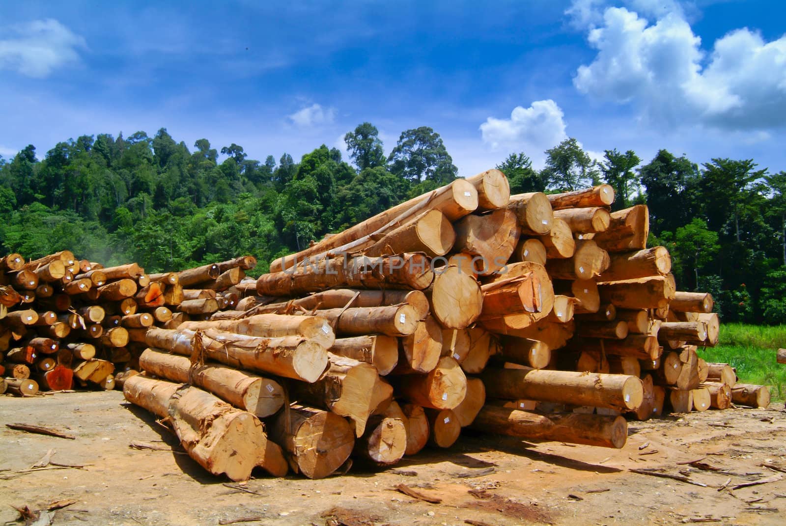 lumber. Wood stacked on shelving inside