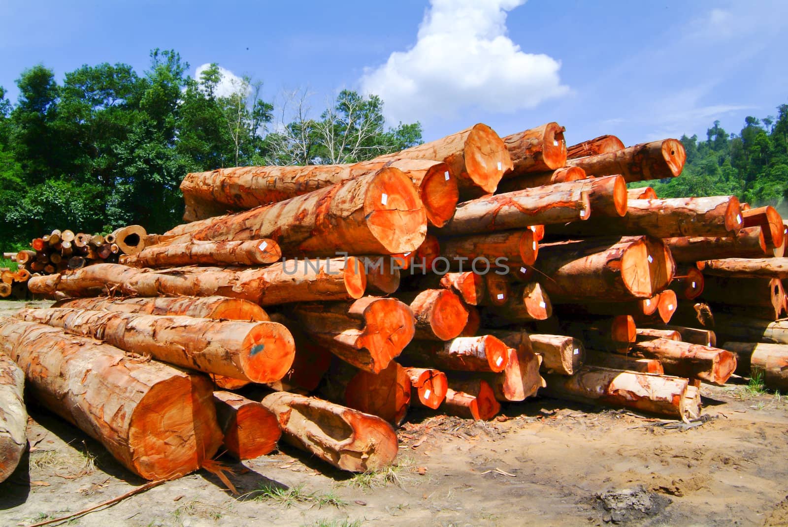 lumber. Wood stacked on shelving inside