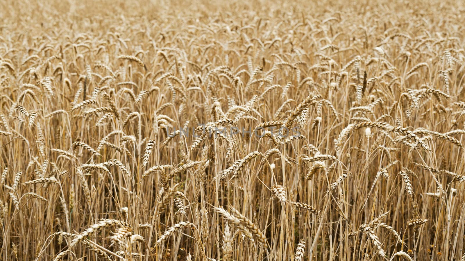 Wheat field to illustrate agriculture and the harvest season