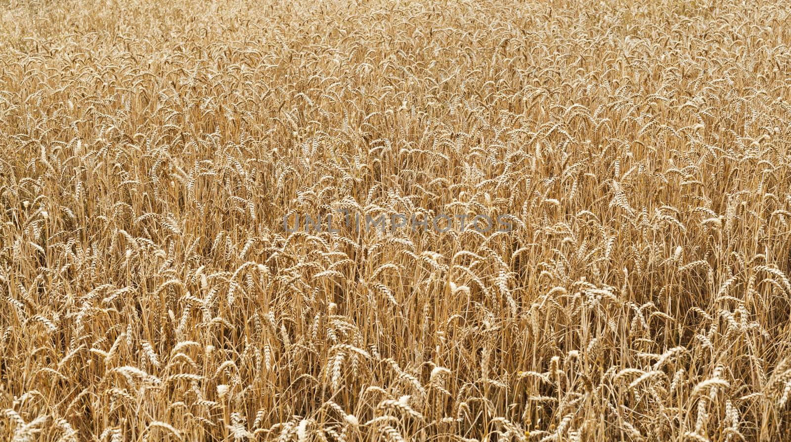 Background of wheat field to illustrate agriculture and the harvest season