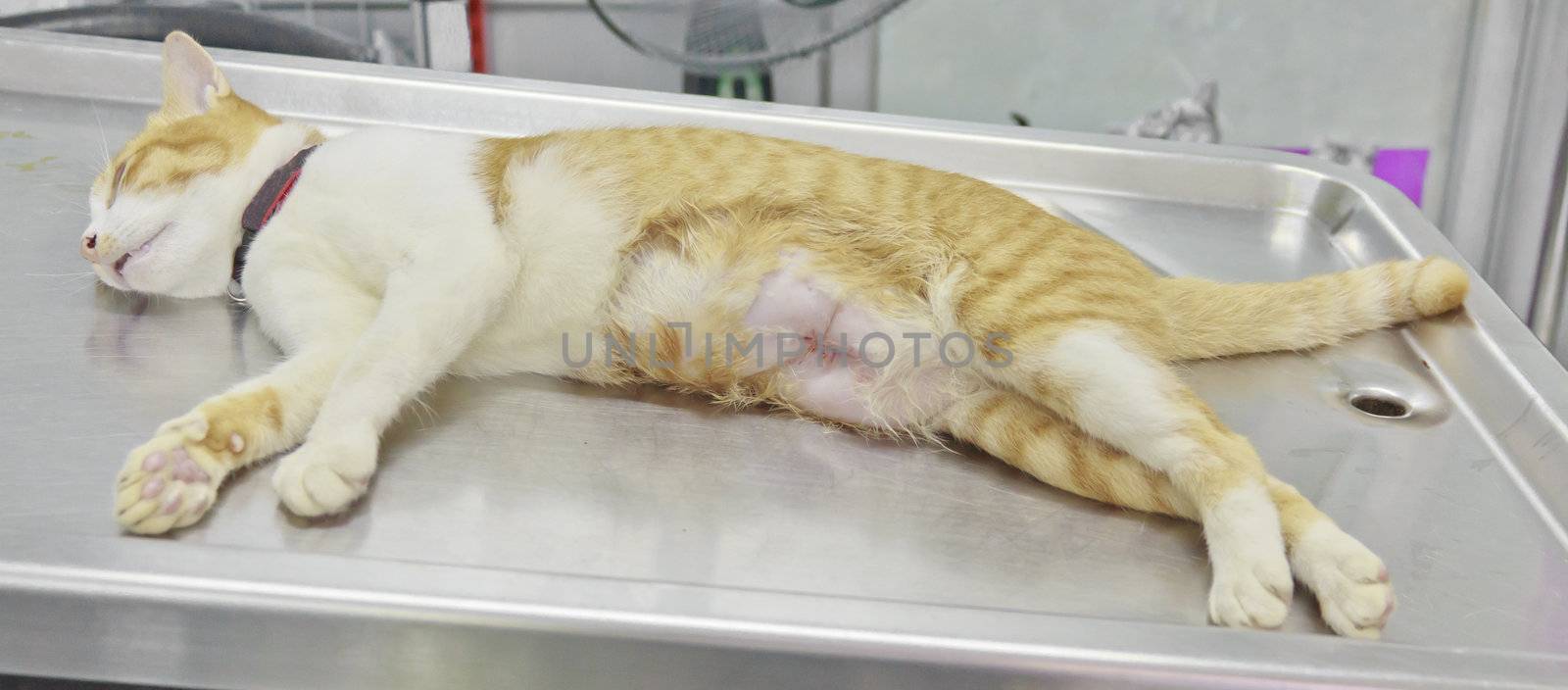 Cat waiting for regain after sterilization surgery in animal hospital