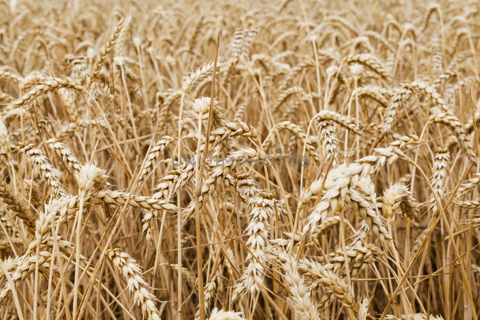 Background of wheat field to illustrate agriculture and the harvest season