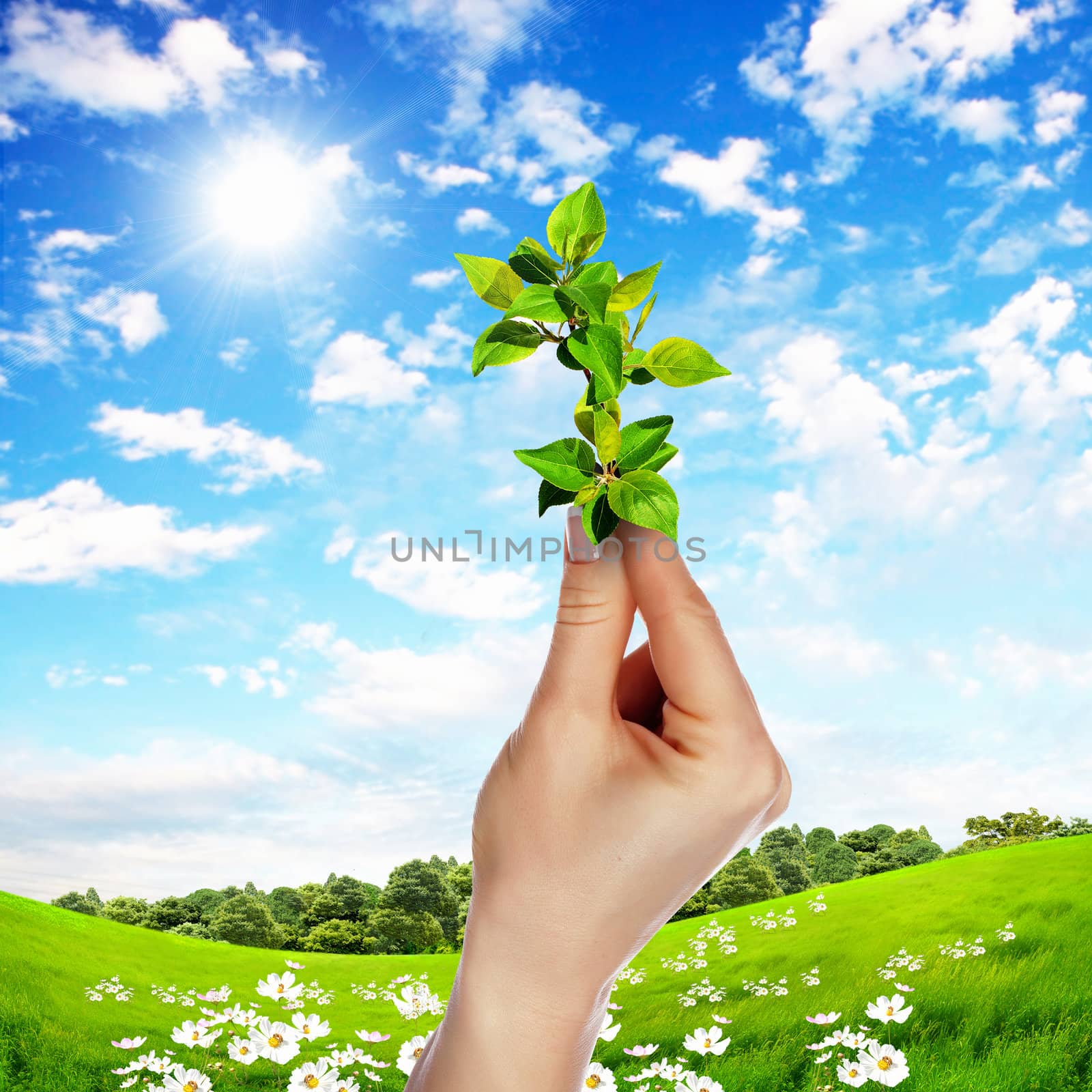 Hands holding green sprouts and sunny sky