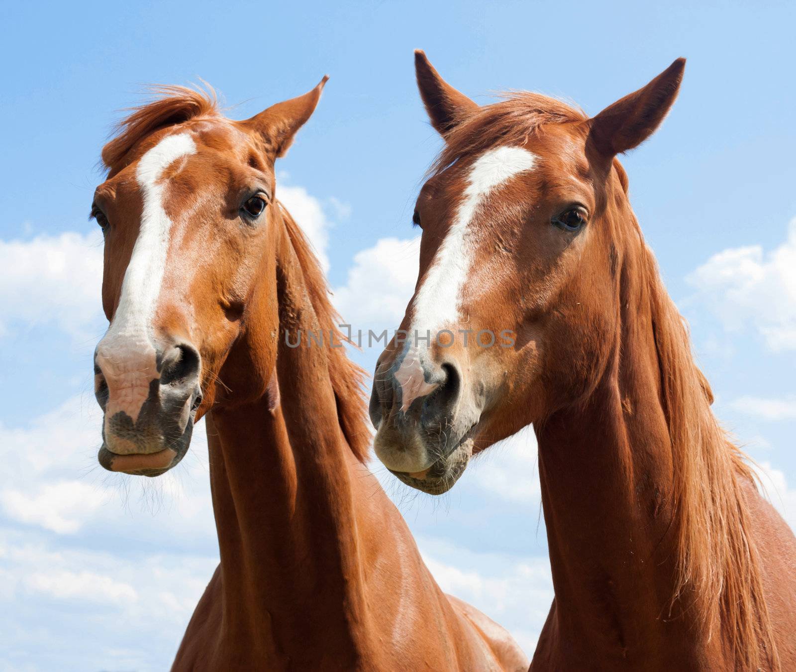 Portrait of two brown horses on blue sky