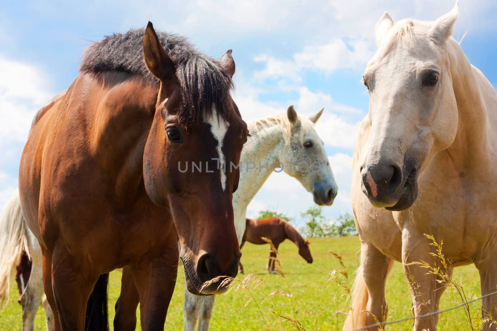 Some brown and white horses on blue sky