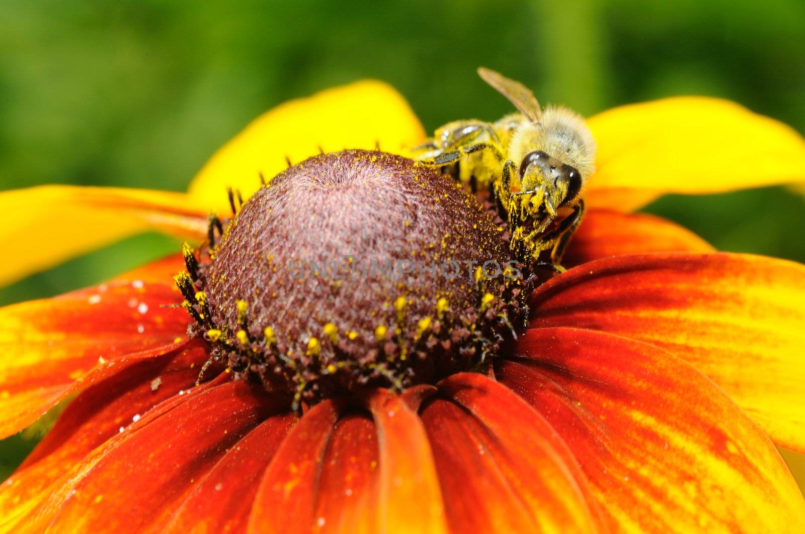 Close-up of bee on sunflower. Shallow depth of field and focus on bee.