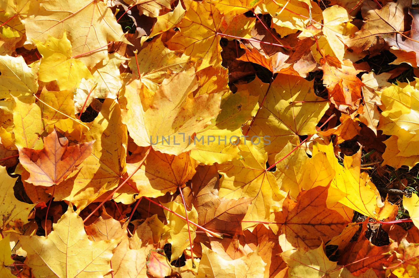 Background with yellow and orange autumn maple leaves