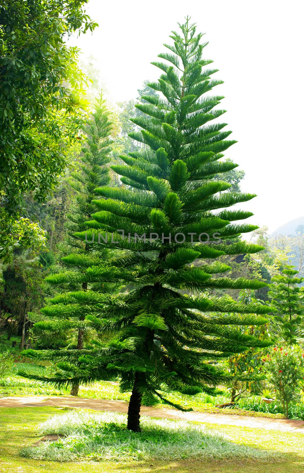 Pine tree in garden by pixbox77