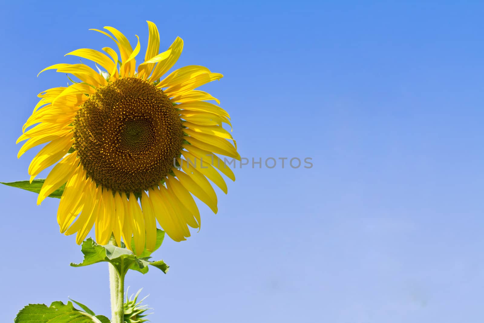 Sunflower against blue sky in thailand