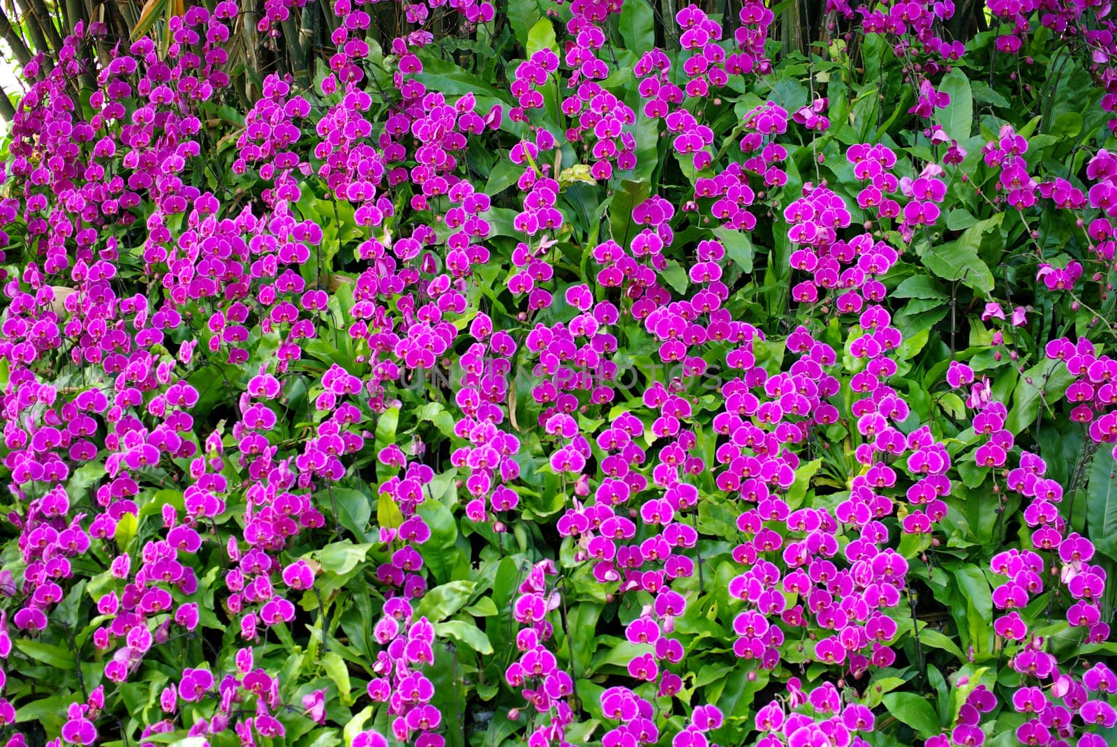 Nice purple orchid in garden, Thailand