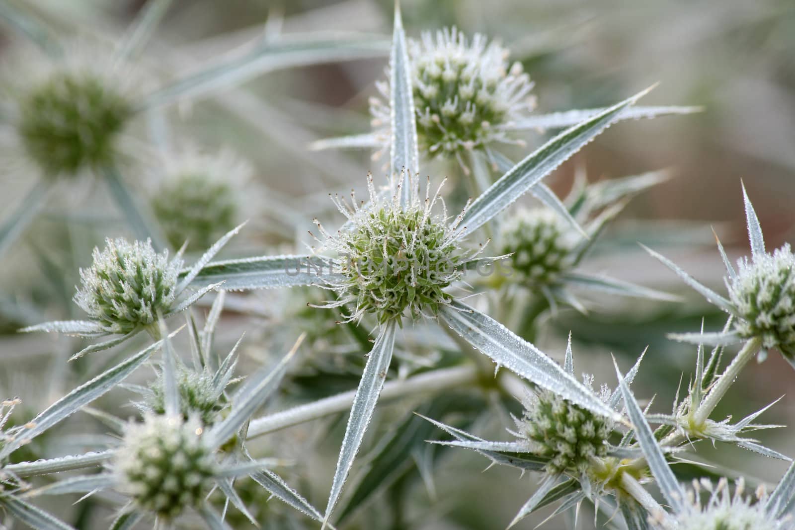 morning dew on plants