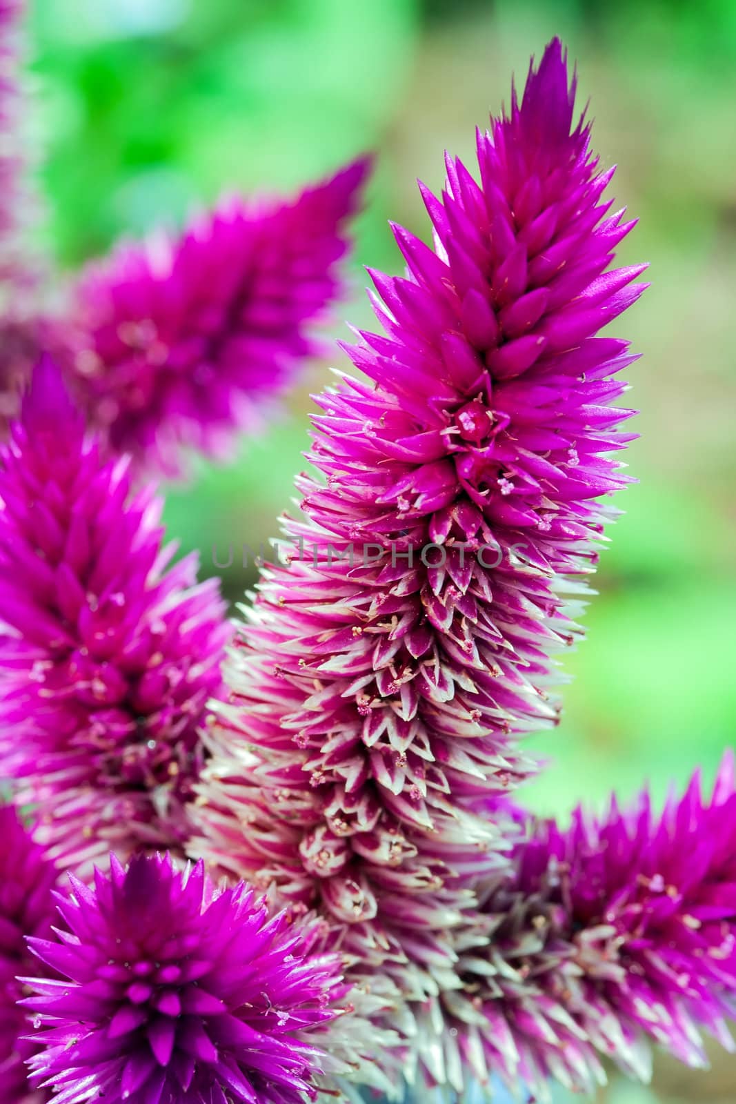Celosia argentea also known as Plumed Cockscomb flowerbed