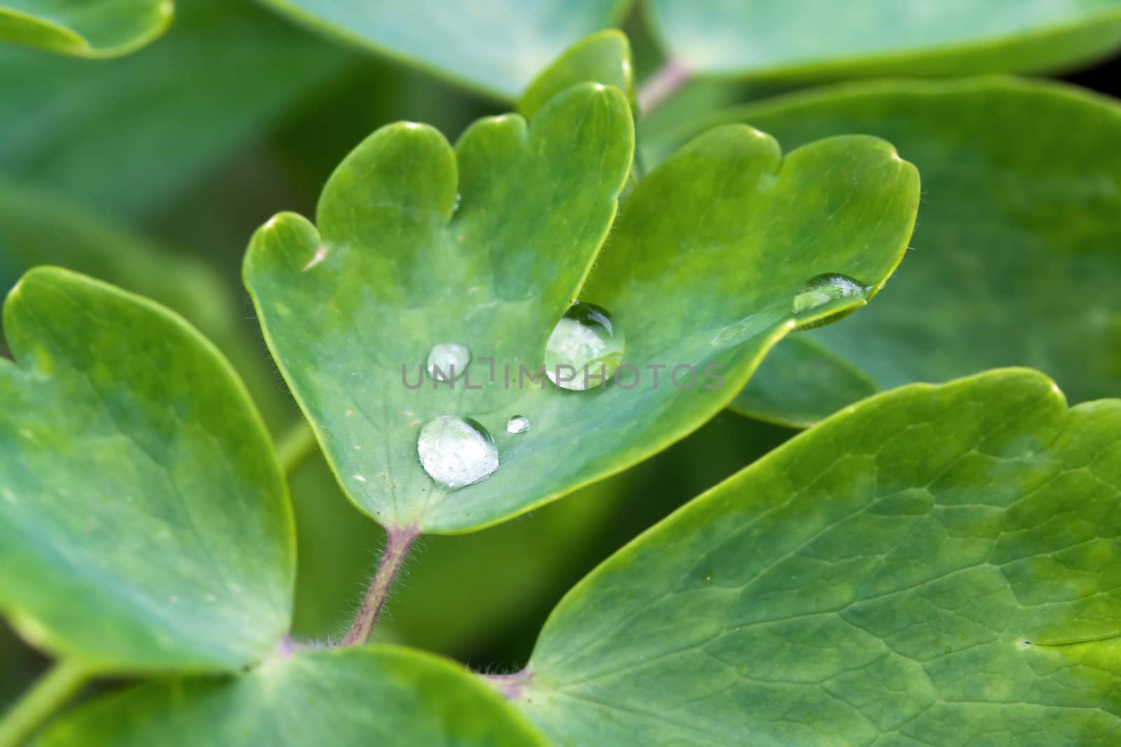 Bleeding-heart. Lamprocapnos spectabilis leaf with water drops