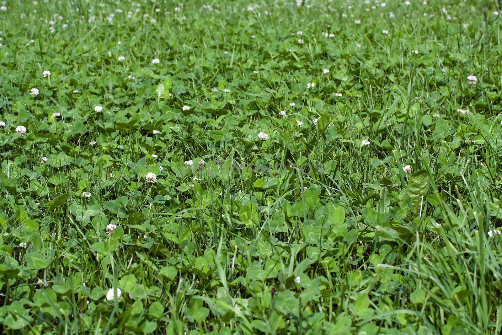Trifolium repens, the white clover also known as Dutch clover, background