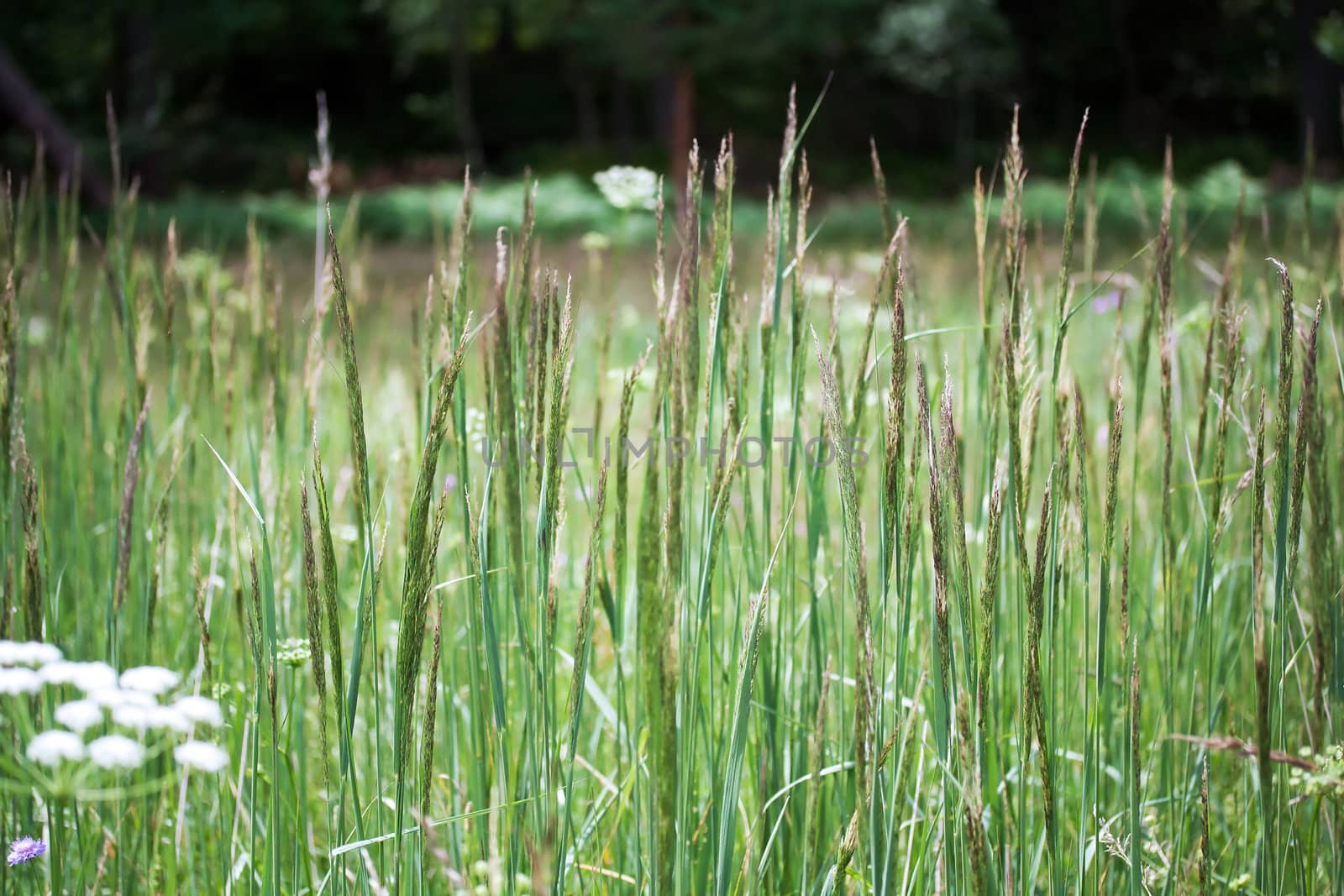 Carex  commonly known as sedges, west europe meadow