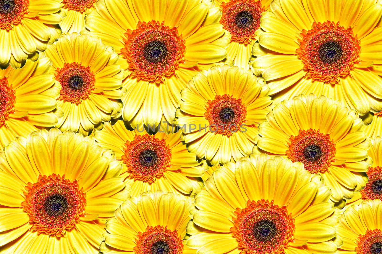 Beautiful summer background made of yellow flowers