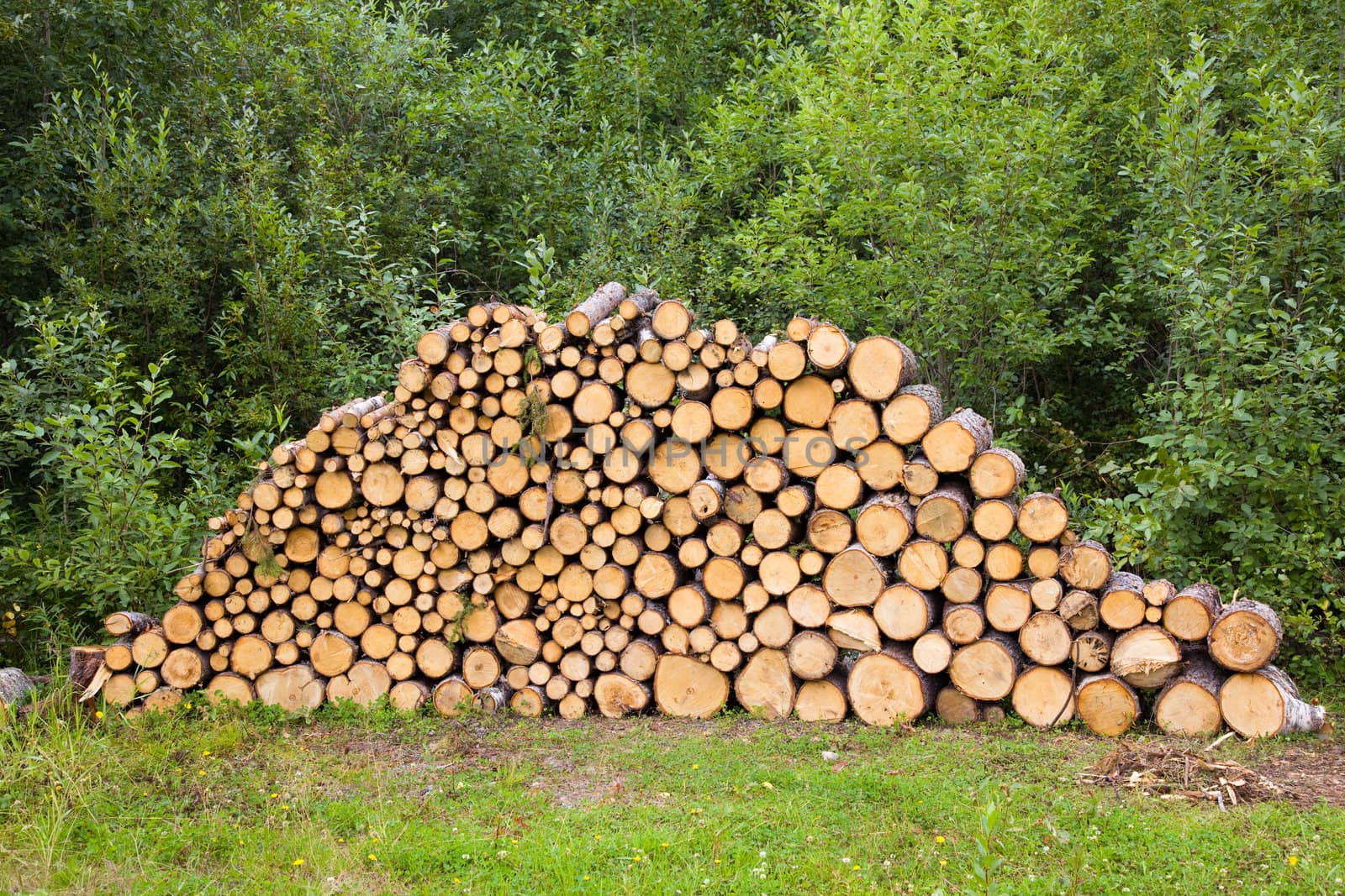 Stack of Wood wood stacked for drying in the woodpile on the green meadow