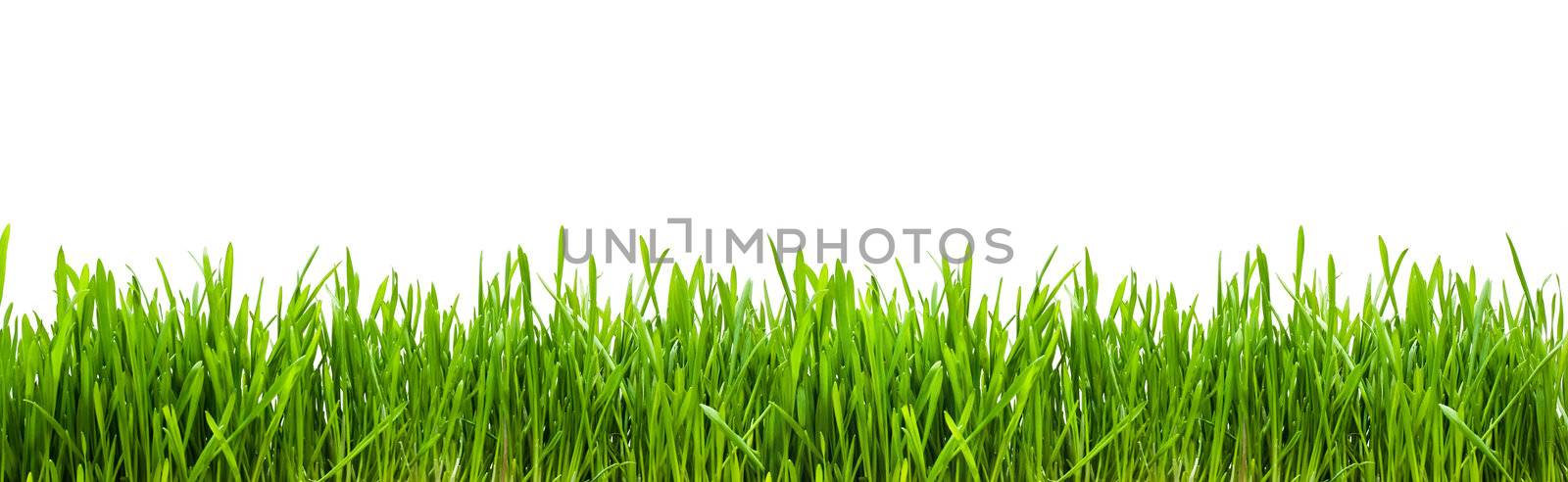 Fresh green grass on white background