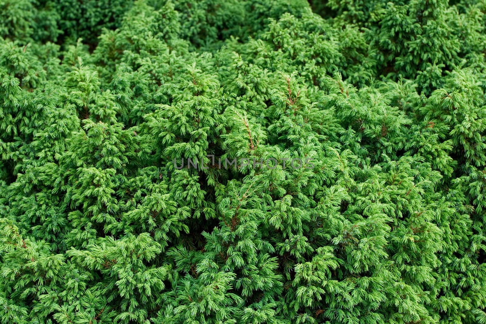 branches and leaves of a juniper, high res texture
