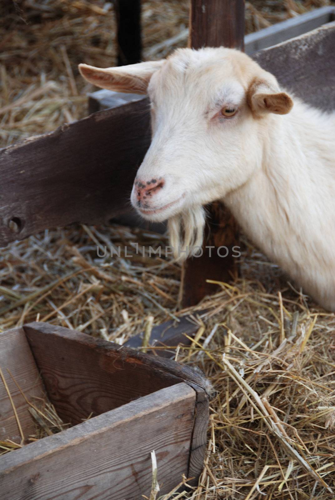 Goat is having a rest in the barn on the heap of straw