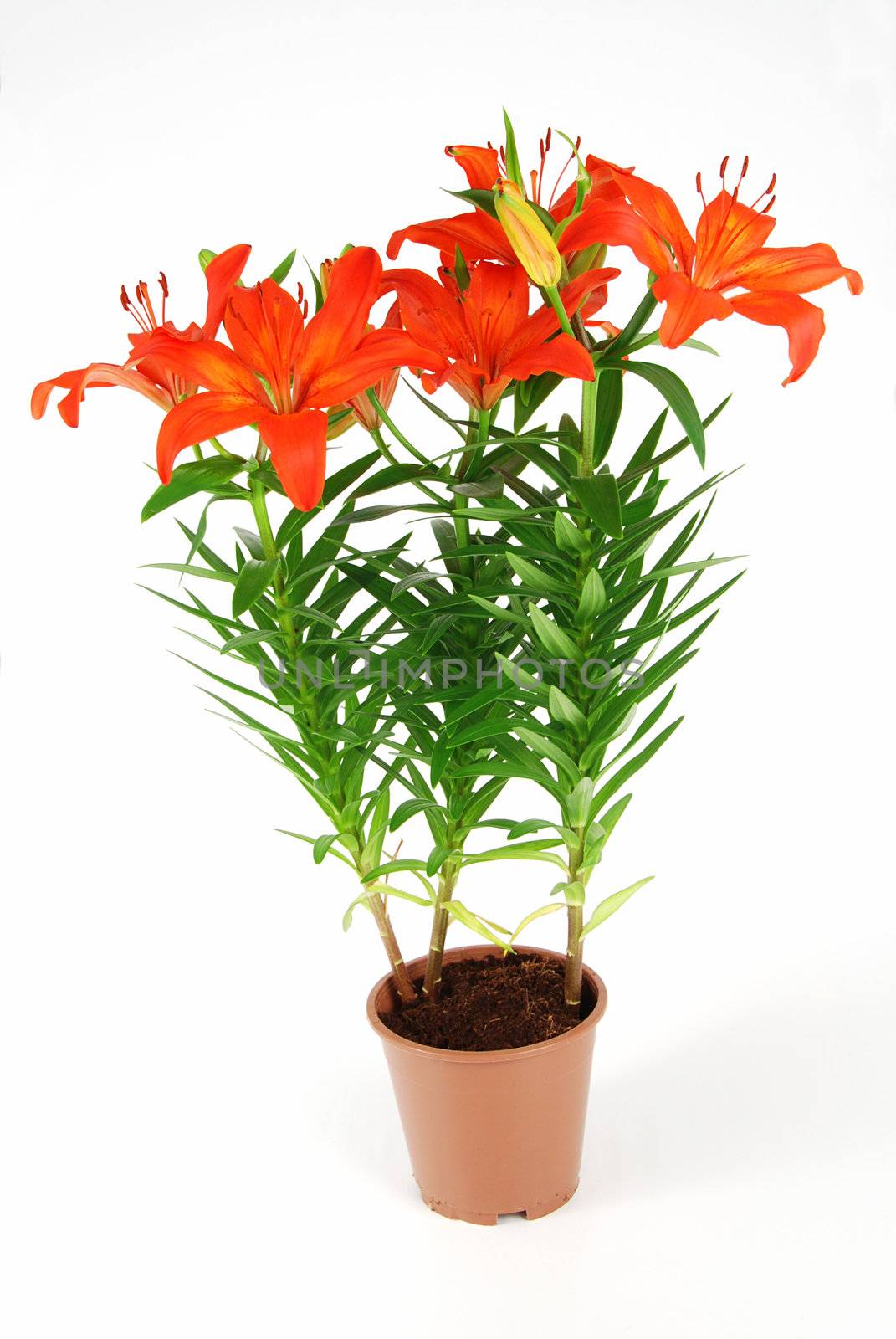 Beautiful red blooming lilies in a pot isolated