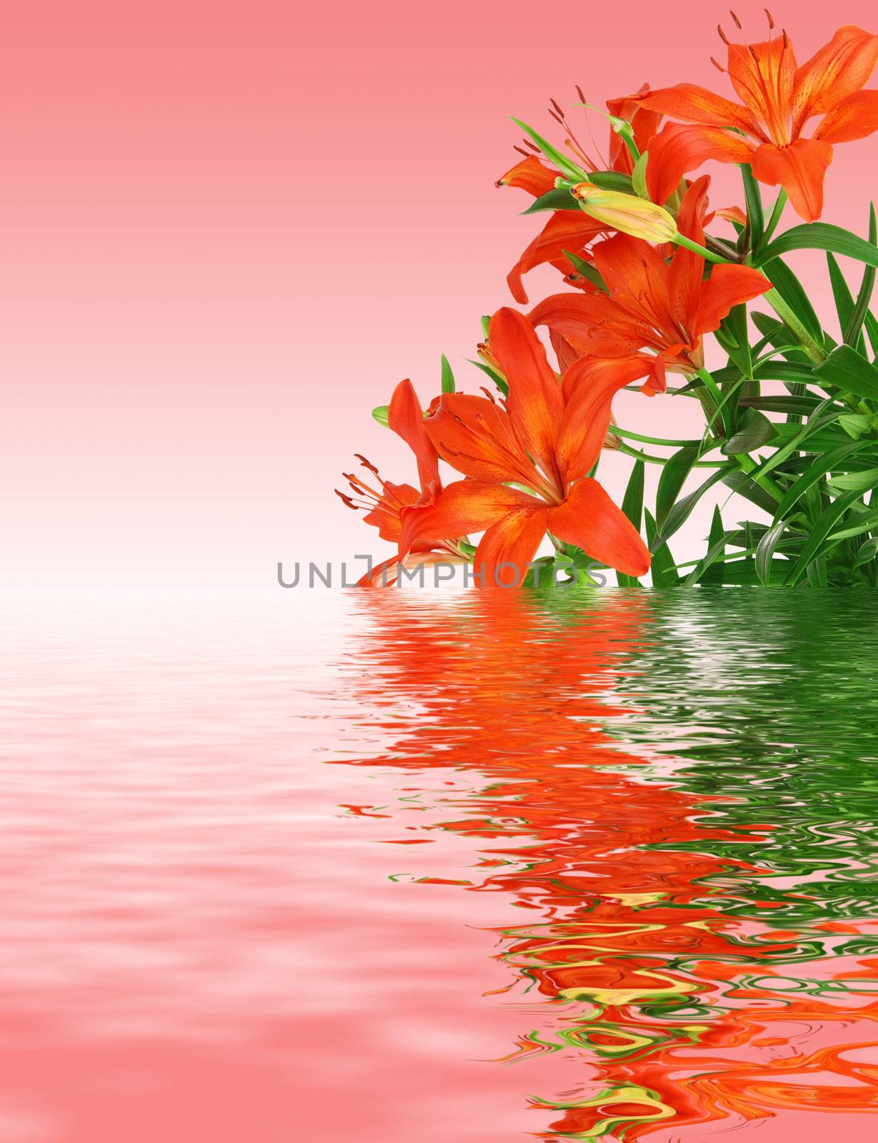 Beautiful red blooming lilies with green leaves on ping background reflecting in the water 