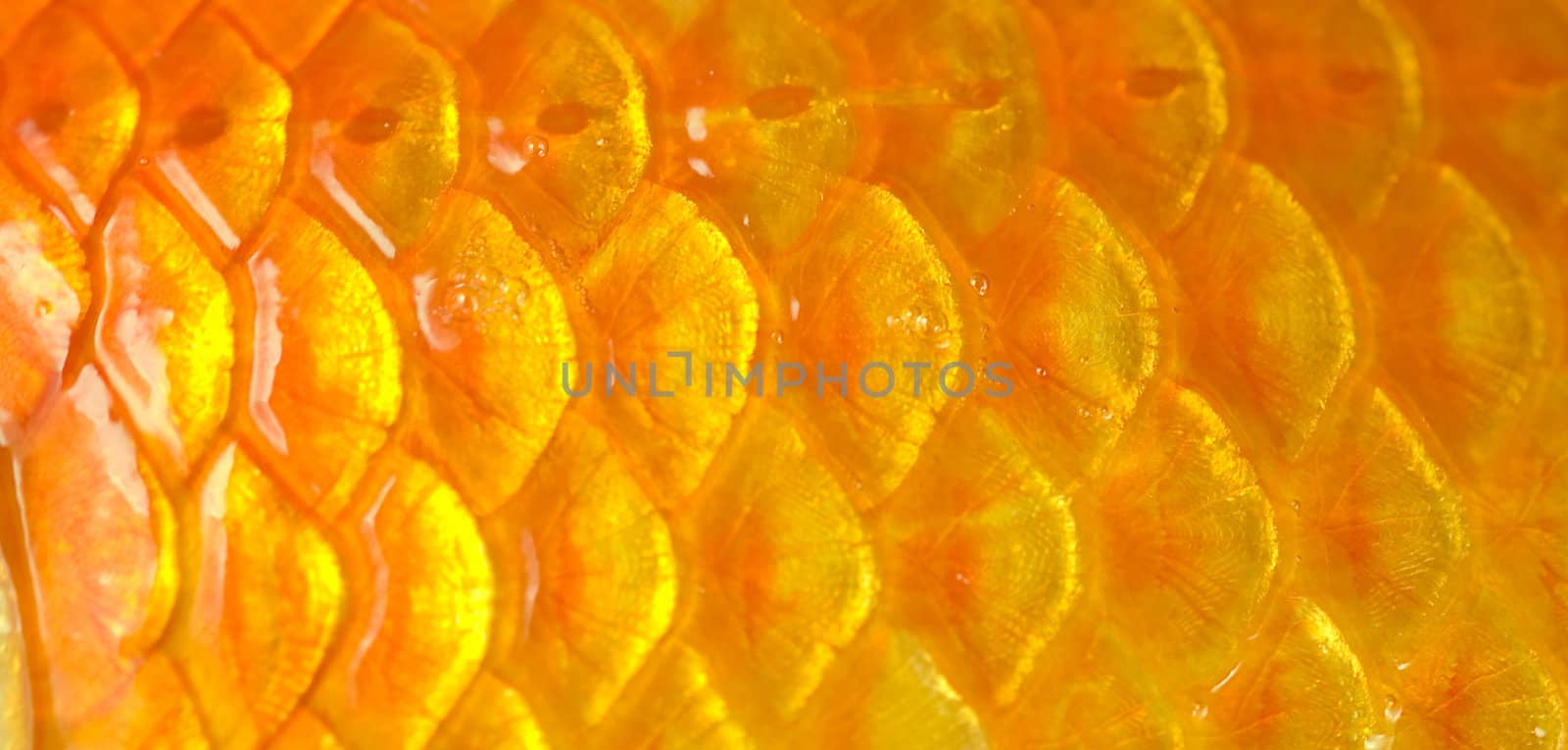 Macro photo of a golden fish scales