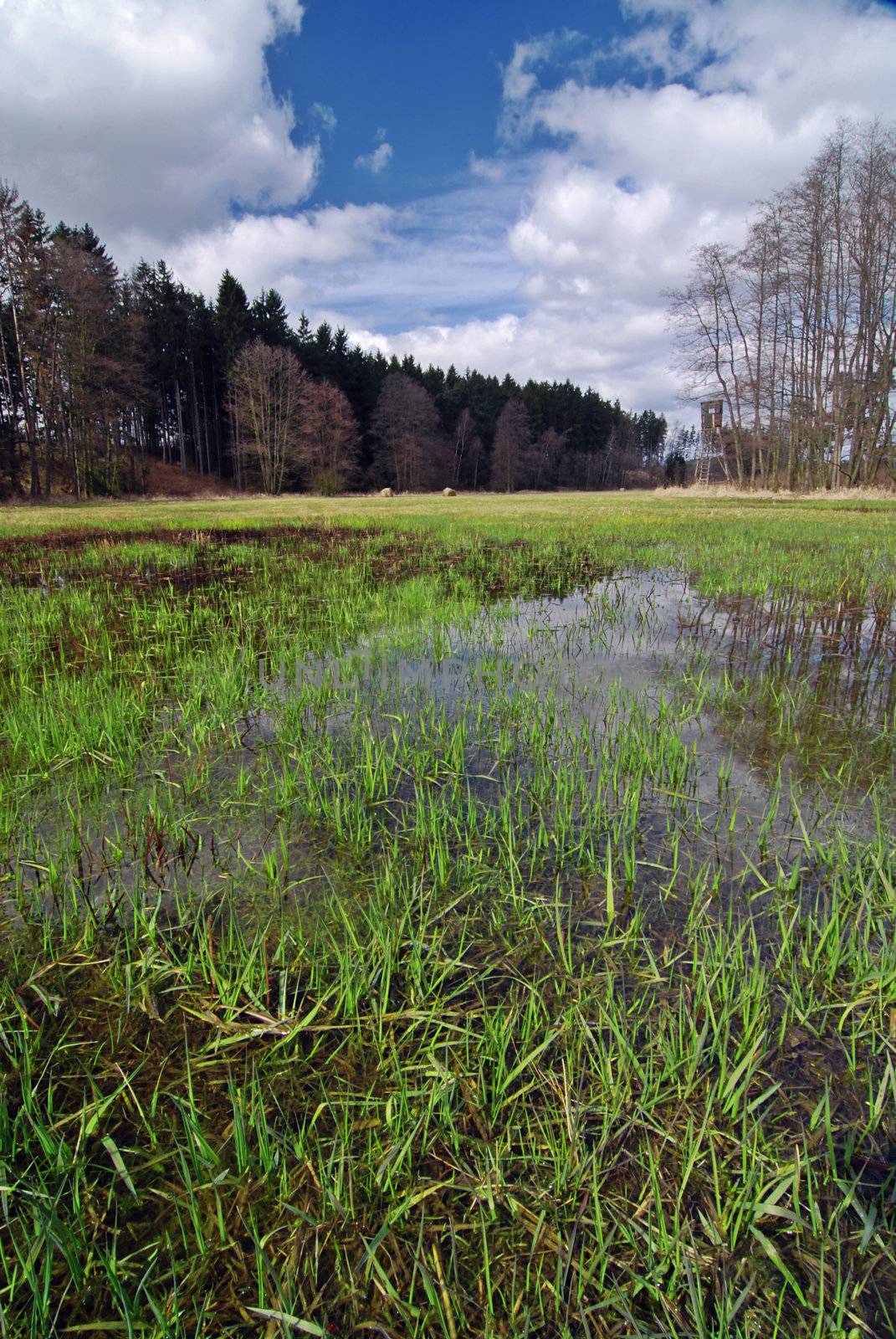 Beautiful meadow turned into the swamp in the spring