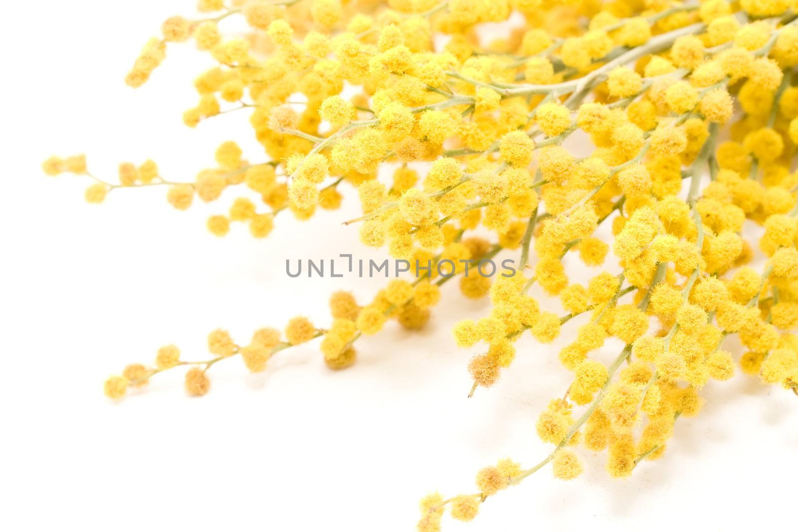 Mimosa isolated on white background