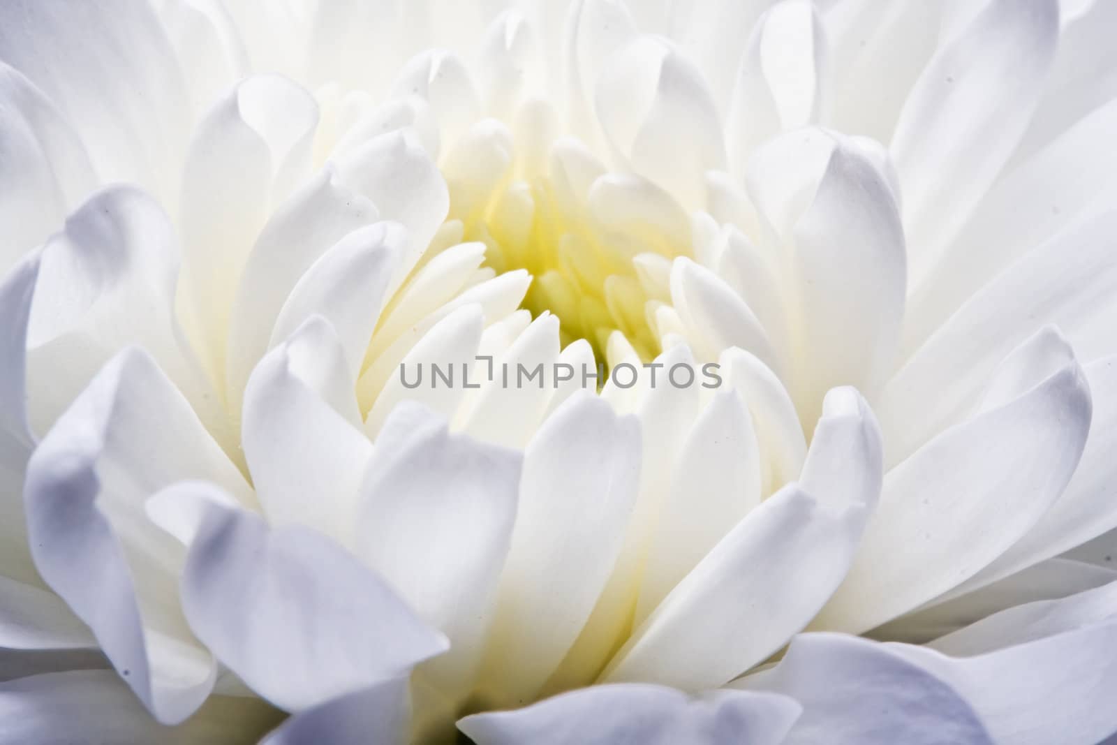 Beautiful white chrysanthemum close up