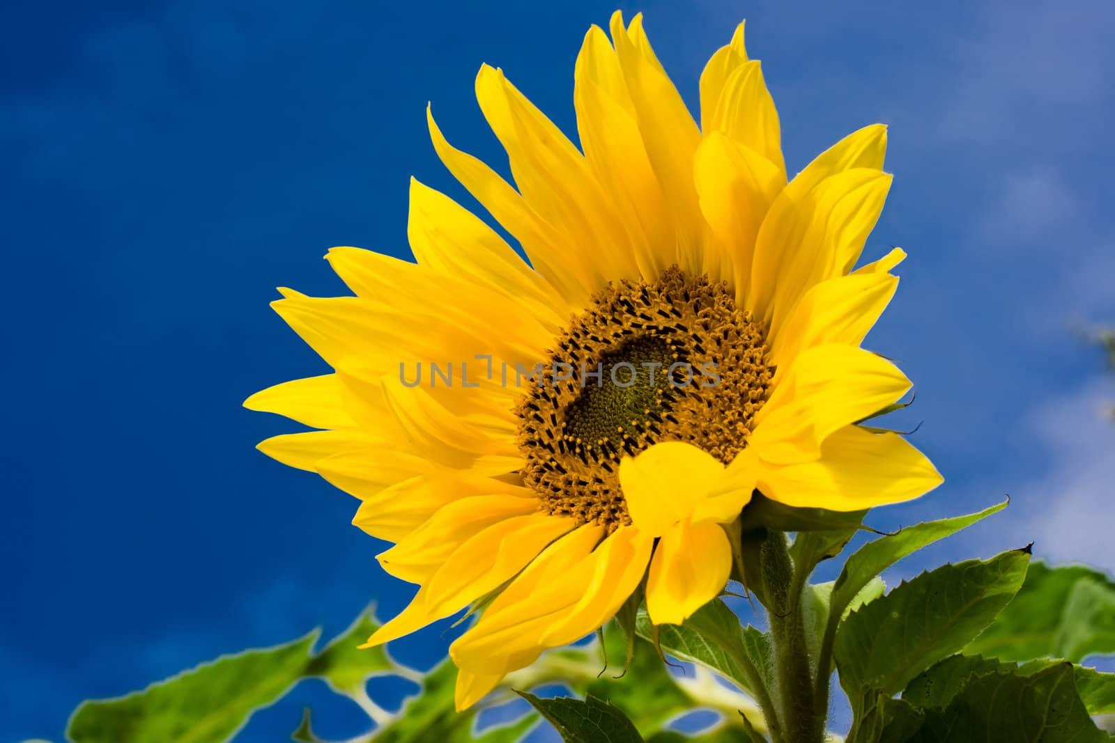 bright sunflower under blue sky
