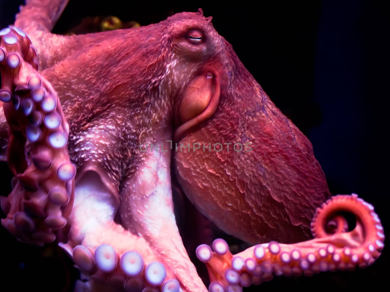 Nice smiling octopus deep under water