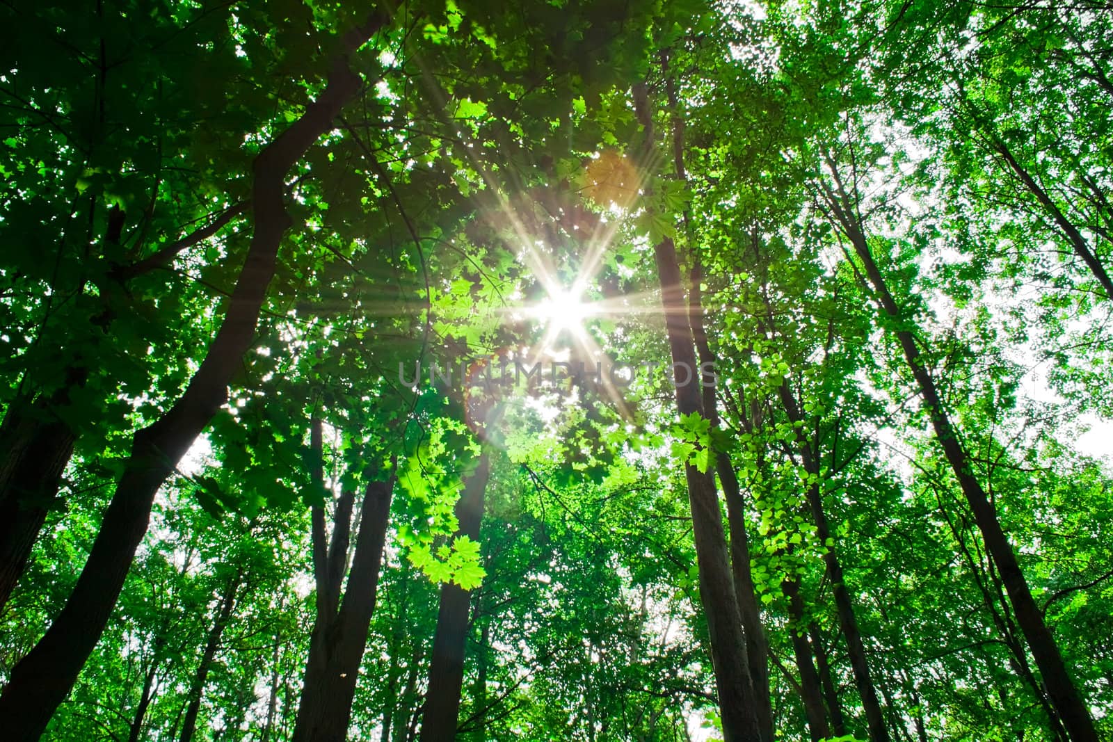 sunrays in the green forest, Moscow region