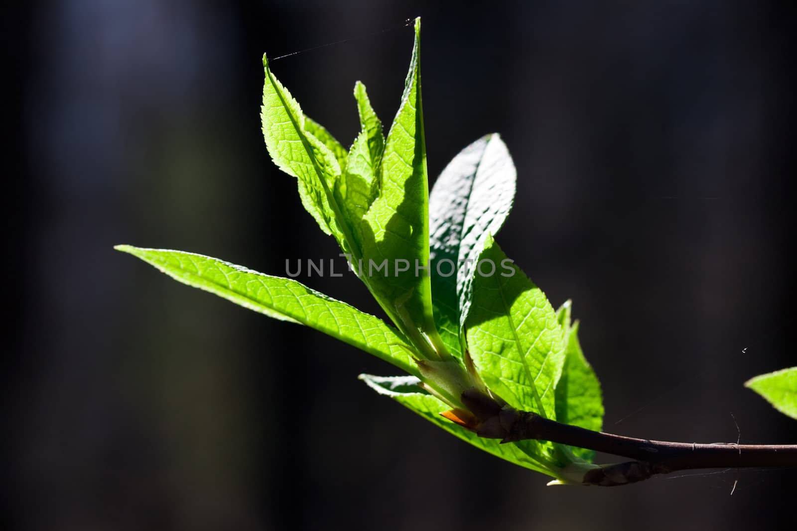 Fresh green bush leaves, spring