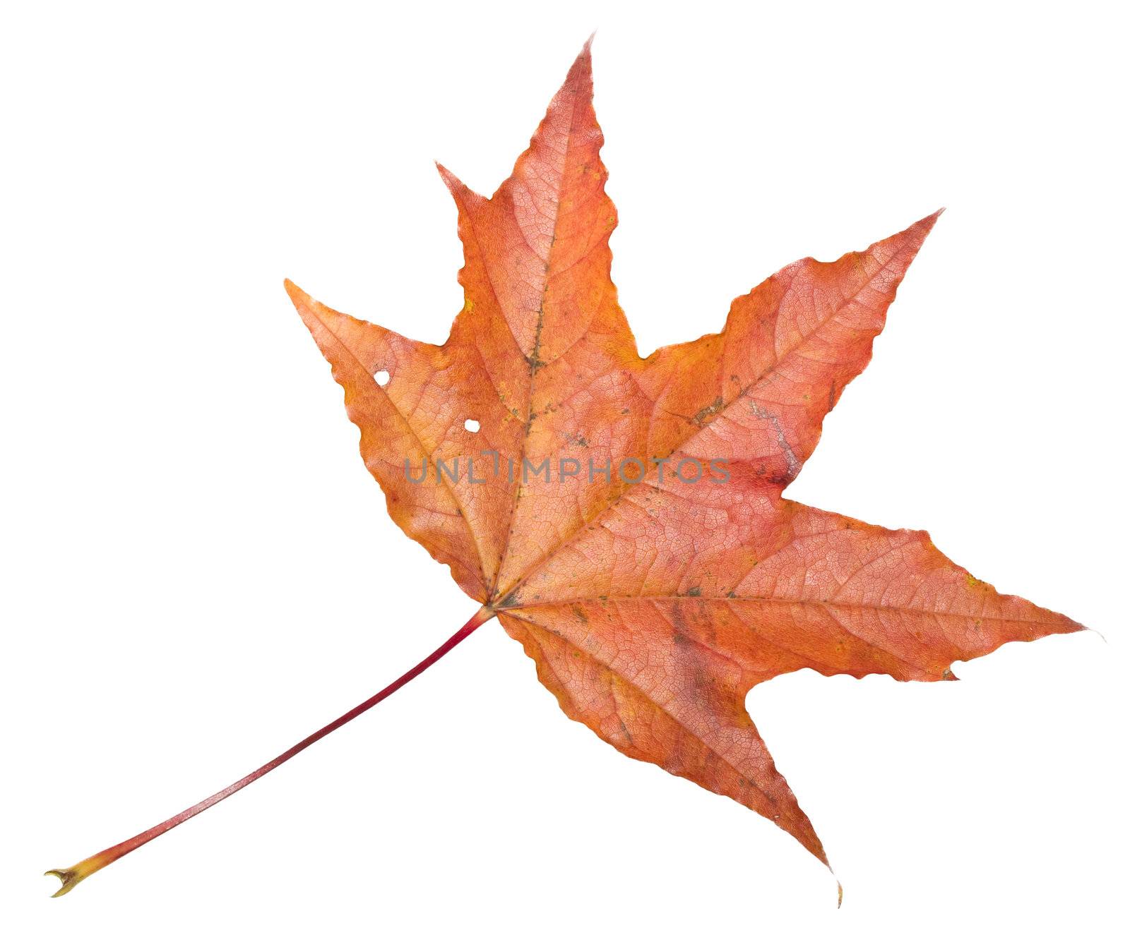 Maple leaf isolated on white