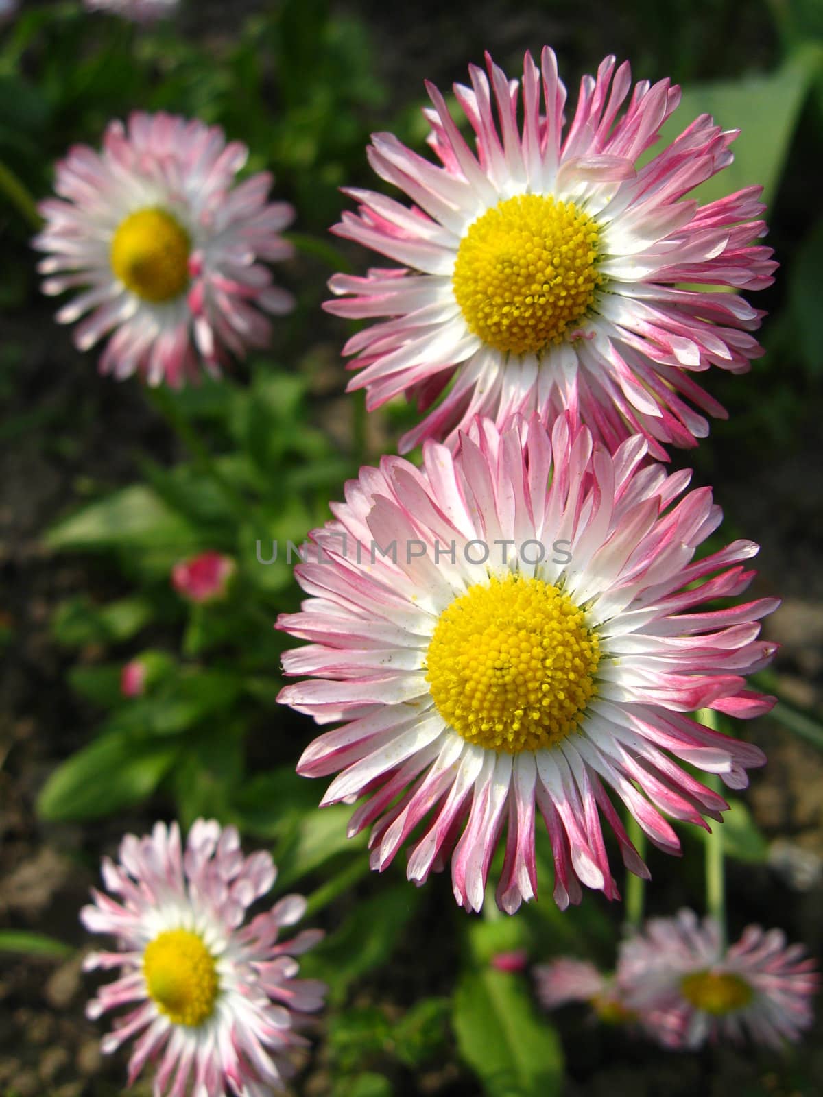 Beautiful pink flowers of a daisy by alexmak