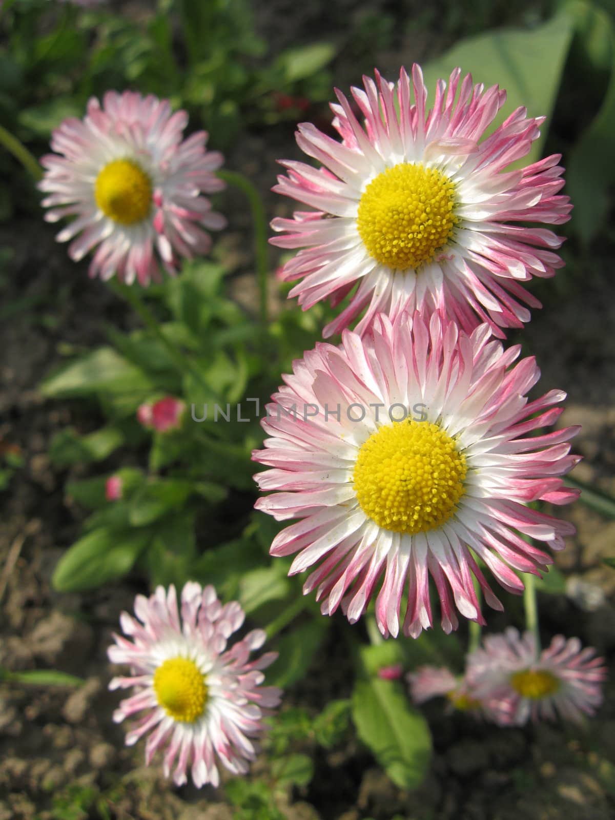 Beautiful and gentle flowers of a daisy