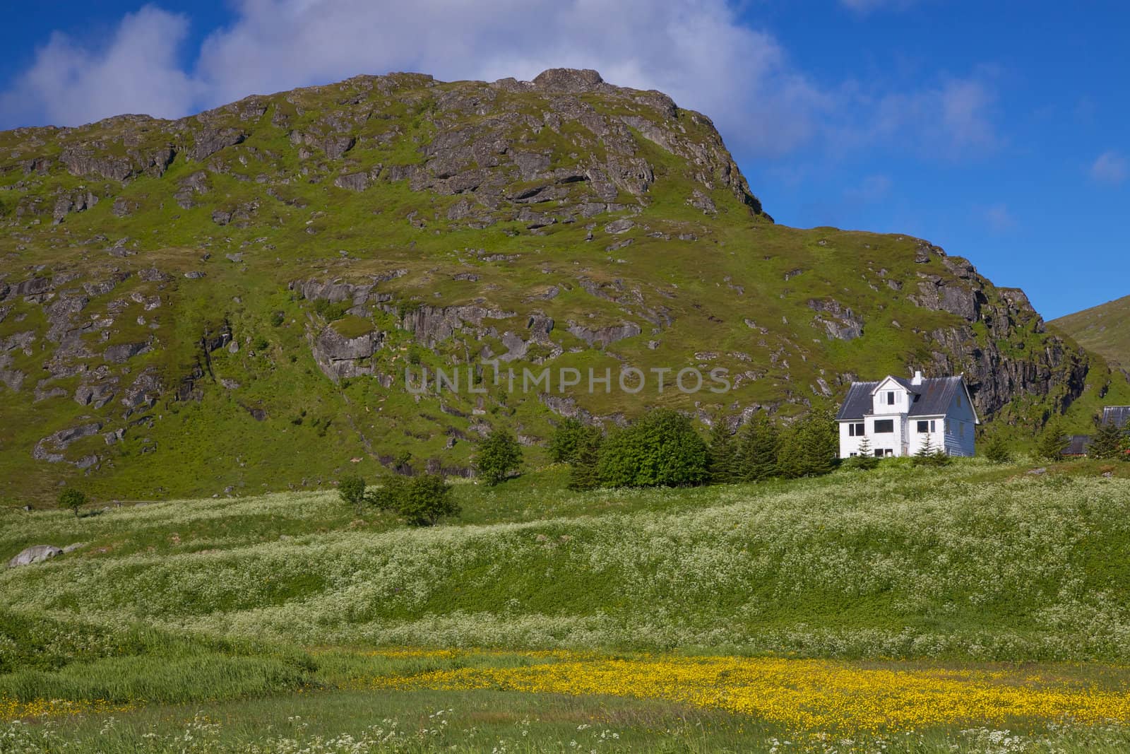 Colorful Lofoten islands in Norway during short summer north of arctic circle