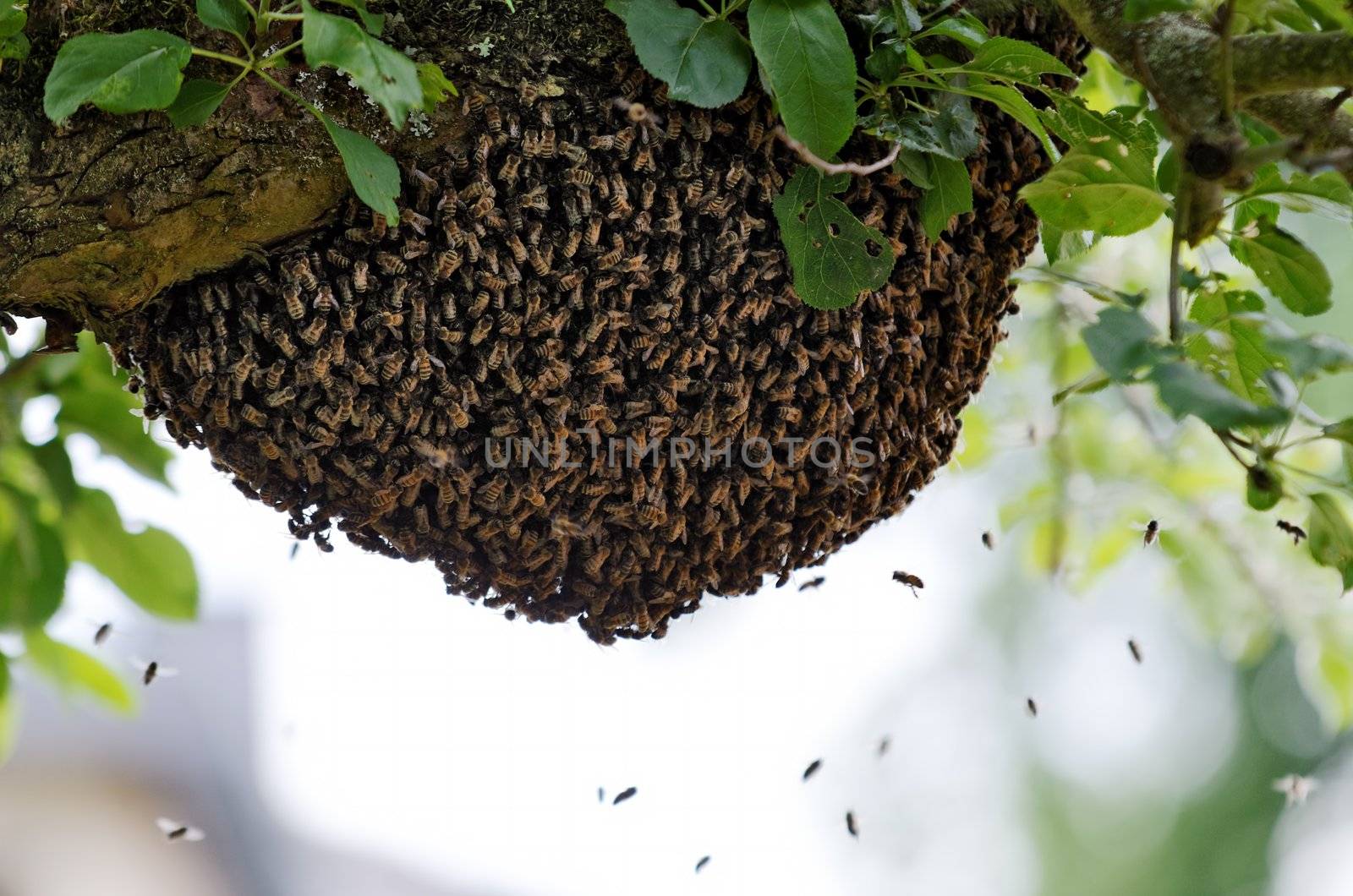 a swarm of bees in a tree