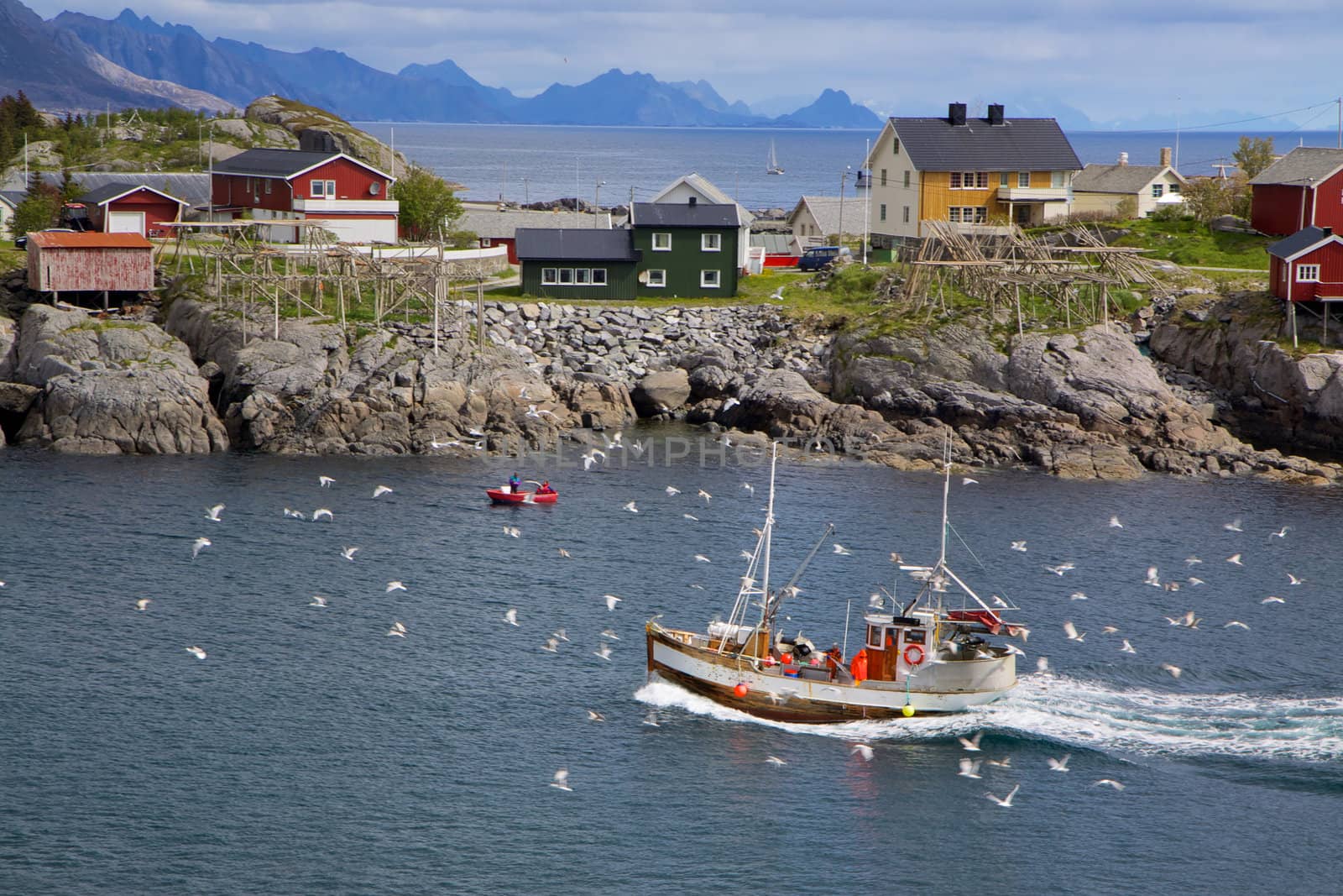 Fishing boat surrounded by seagulls making its way across Reinefjorden on Lofoten islands in Norway