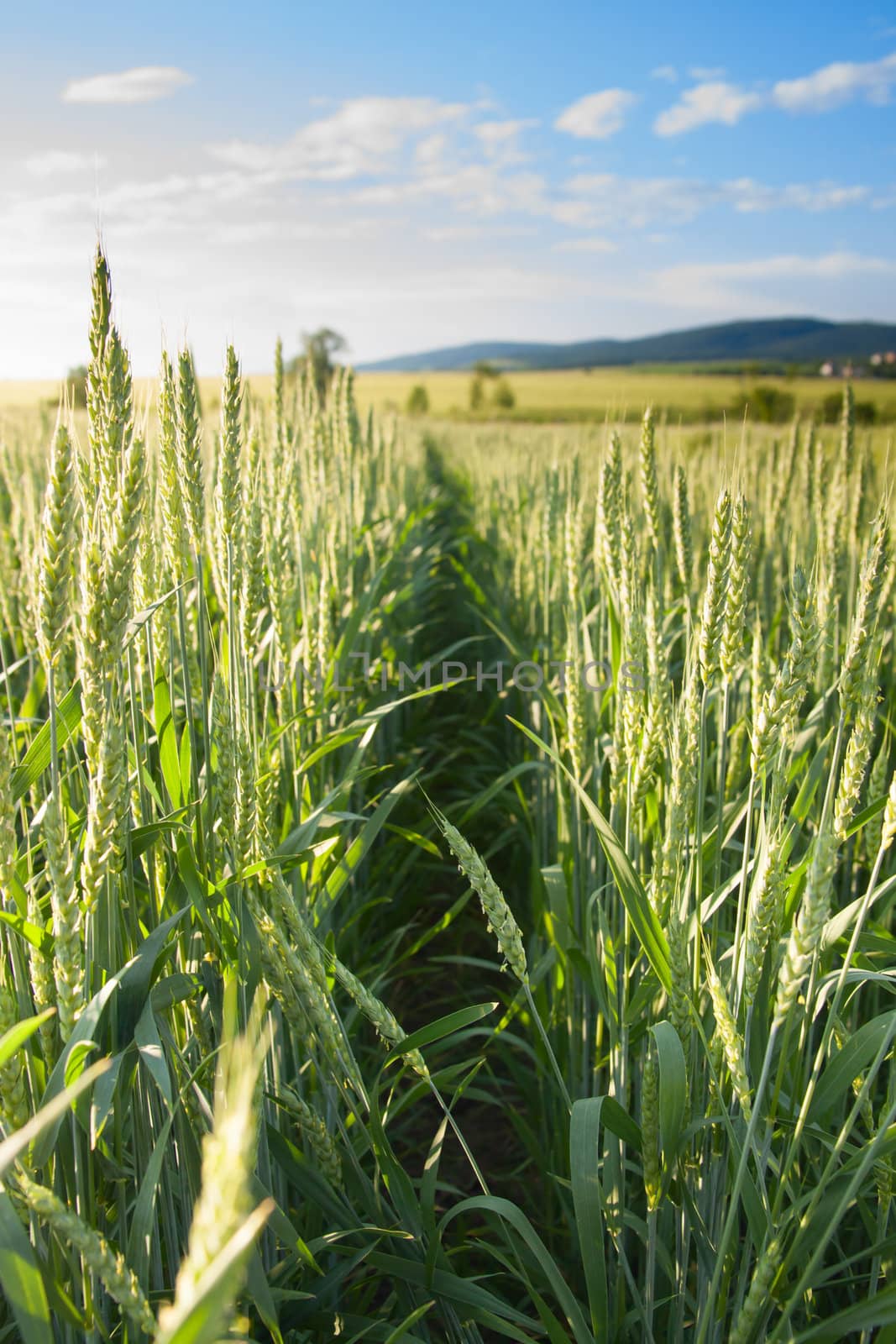 Wheat by vtorous