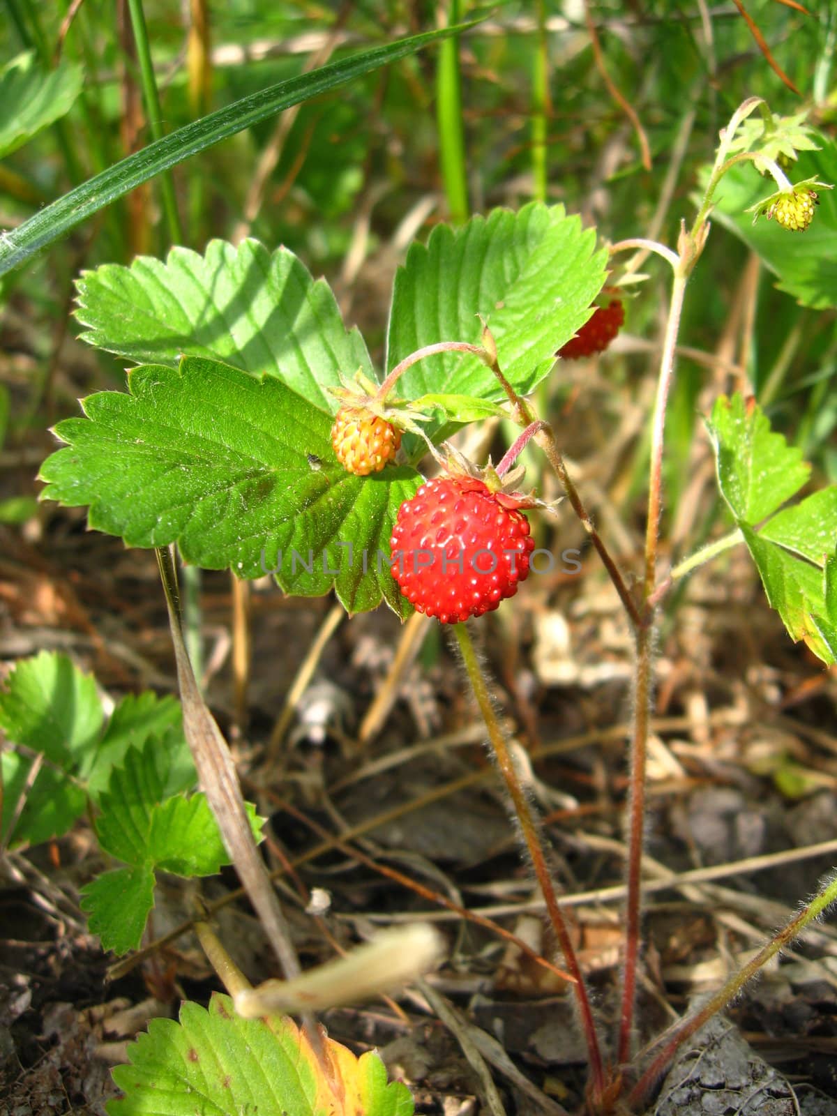 Beautiful wild strawberry found in a wood in summer