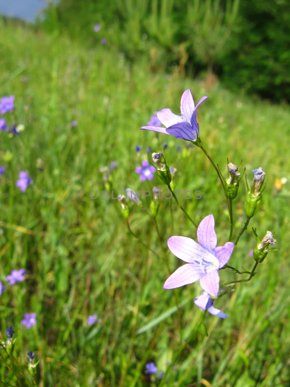 Some beautiful blue flowers in a green grass