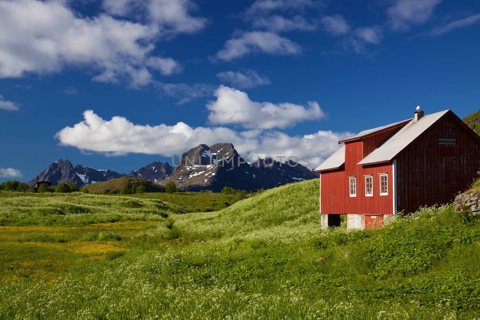 Lofoten islands in Norway during short summer north of arctic circle with dramatic mountain peaks and flowering fields
