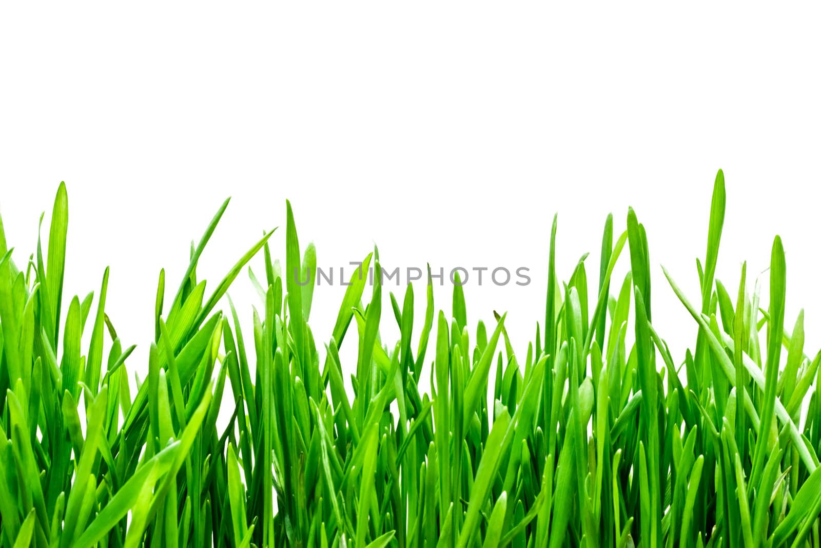 Green grass on white background