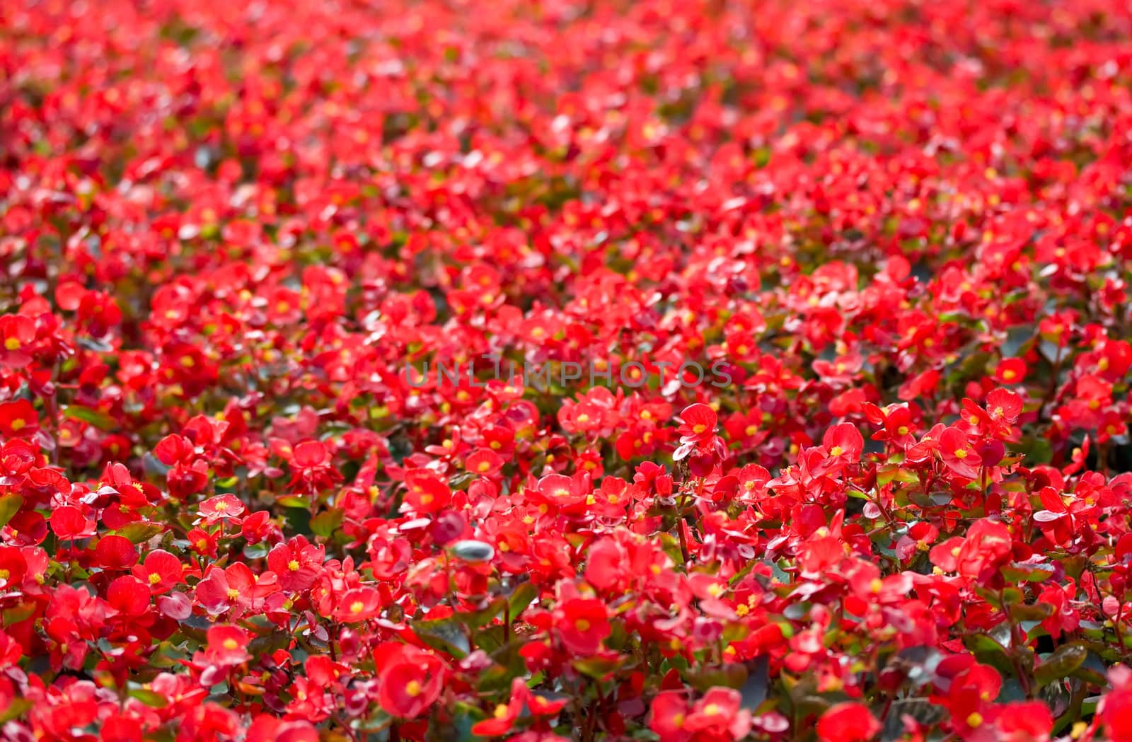 Red flowers flowerbed in a park