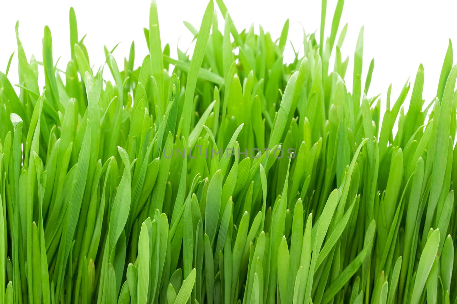 Fresh green grass on white isolated background