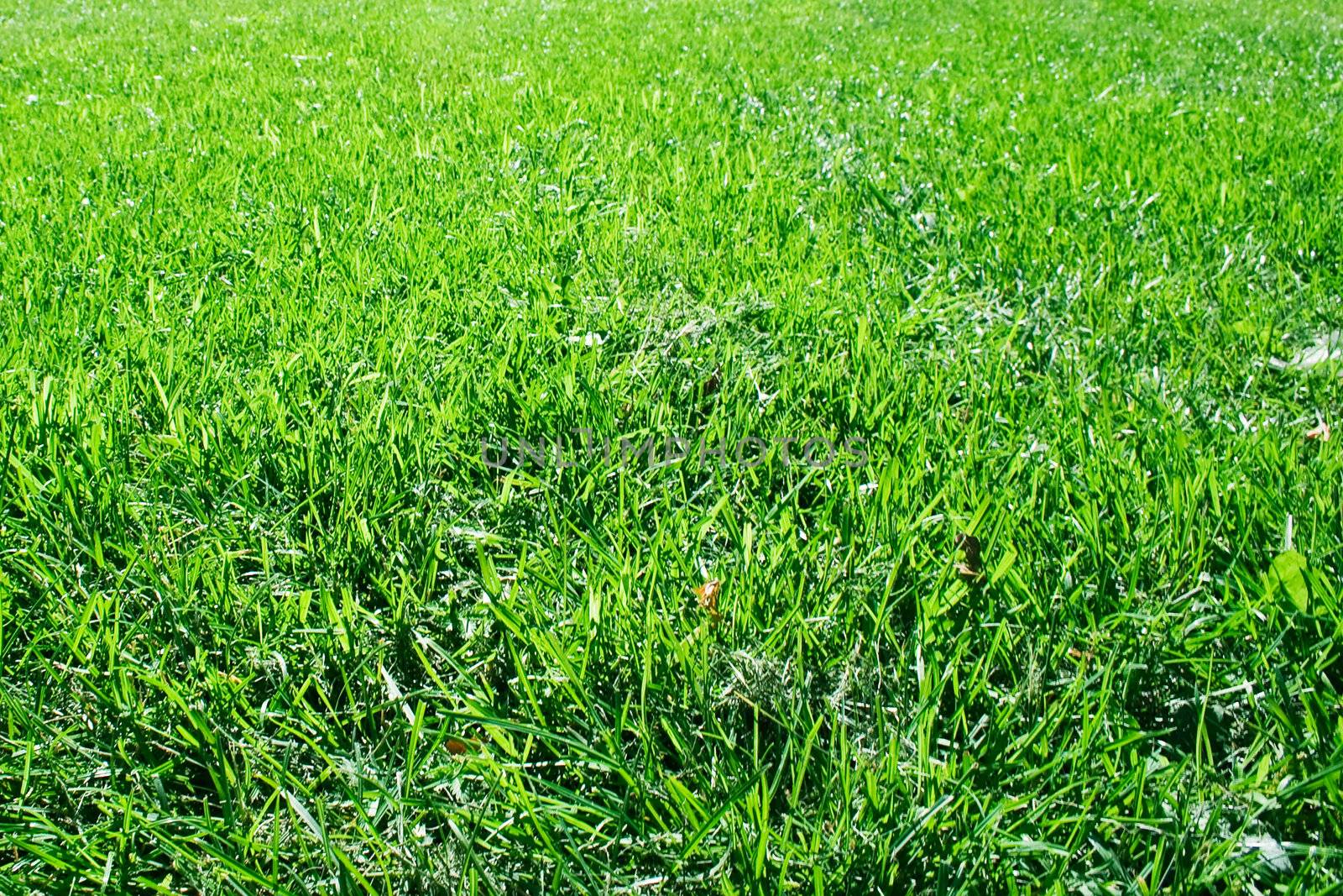  Green lawn. it can be used as background