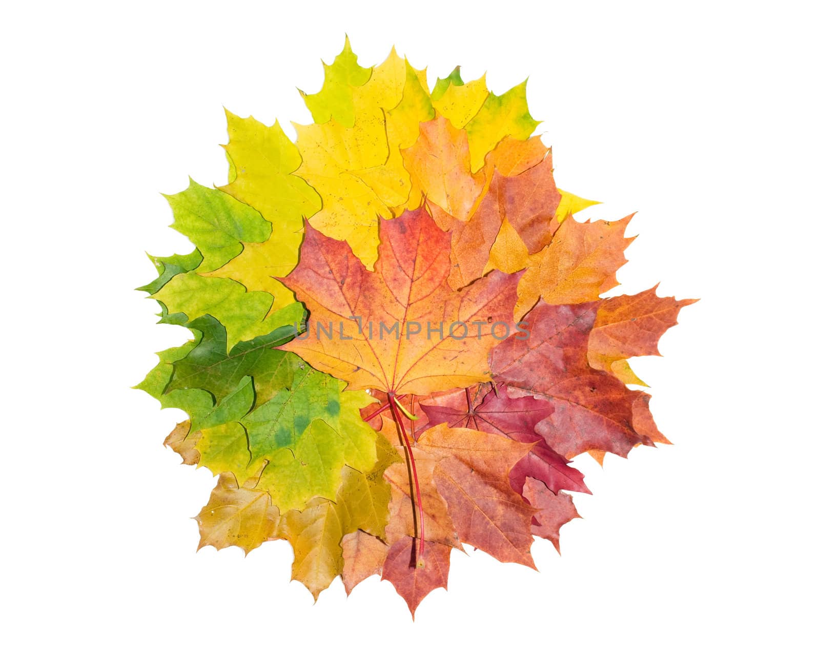 Beautiful maple leaves background